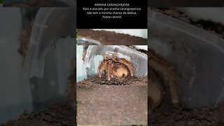 Aranha ataca e devora ratinho - triste fim do pobre animal