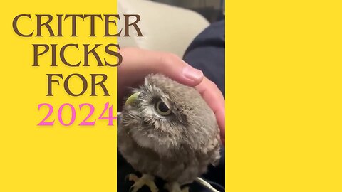 Critter Chuckles 2024: Year's Funniest Animal Antics!