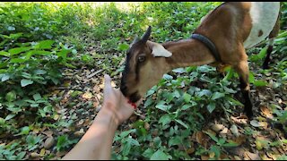 This goat wants to eat my hand