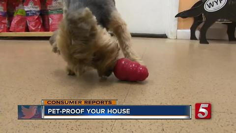 Learn How To Pet-Proof Your House