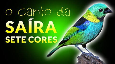 SAÍRA SETE CORES | Pássaros Cantando na Natureza ao Amanhecer | Vida no Campo