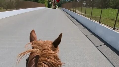 Horse Crosses Scary (to him 😂🤣) Interstate Bridge 😭 Semis Speeding Under 😲🐴