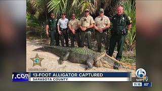 13-foot alligator captured in Sarasota County