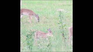 deer with fawn