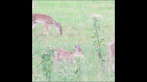 deer with fawn