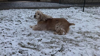 Cute Cocker Spaniel loves the snow!
