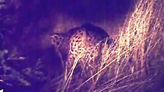 Big Leopard Feeding On A Baboon At Night