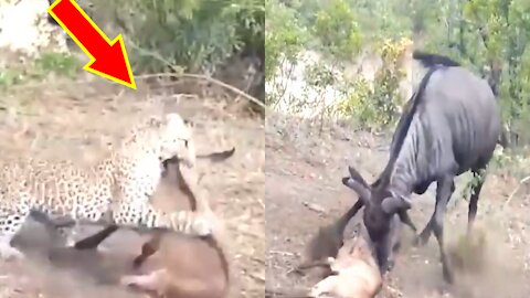 Wild Animals, animals attacking, Lion, Buffalo, Leopard,animals Video - Adorable Monkeys #019