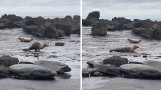 Dancing Seal Does The Moonwalk Better Than You Ever Could