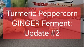 Turmeric Peppercorn GINGER Ferment: Update #2