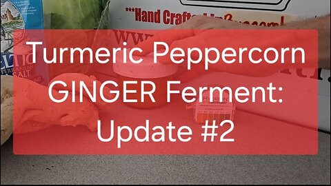 Turmeric Peppercorn GINGER Ferment: Update #2