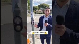 LOST BIRD | Please Help Us Find Her