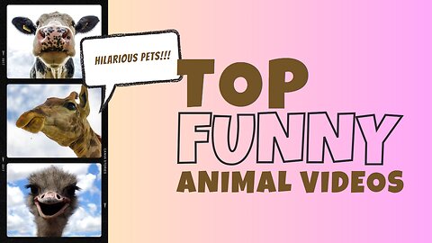 Funny Animals Compilation Best of 2023