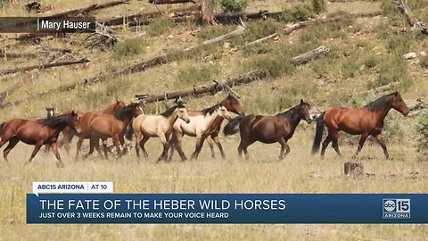 March deadline for public comment on the fate of Heber wild horses