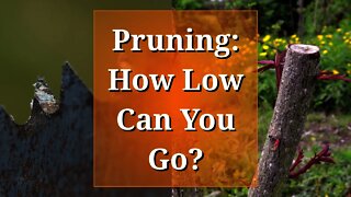 Pruning: How Low Can You Go?