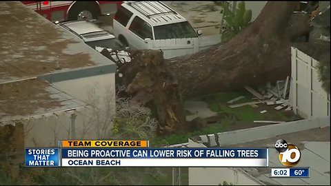 Being proactive can lower risk of falling trees