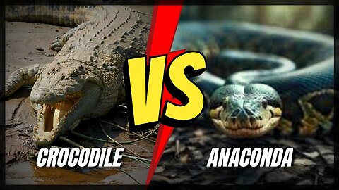 Crocodile vs anaconda || anaconda eating alligator