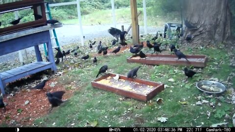 Chippy and the Grackles