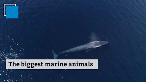 The biggest marine animals