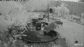 Playful raccoons hangout in backyard decorative pond