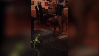 Cute Dogs Barks On Toys