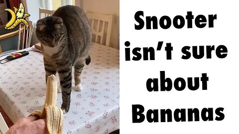 Snooter isn’t sure about Bananas