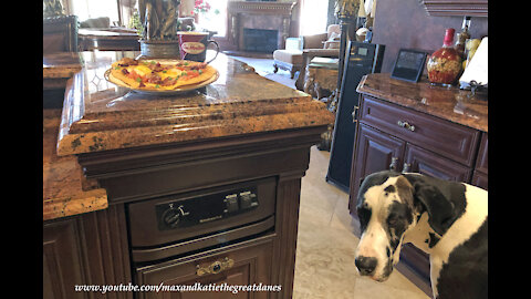 Great Dane Checks Out Breakfast Pizza With Timmie's Coffee