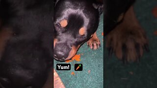 VIRAL CUTE DOG ENJOYS CRUNCHY ASMR (P3) #shorts #short #asmr #youtube #viral