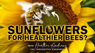 Sunflowers for HEALTHIER Bees? | with Heather Andrews