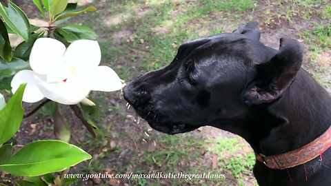 Great Dane sniffs magnolia, gets flower shower