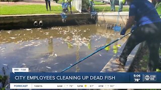 St. Pete leaders beg for state help with overwhelming red tide cleanup