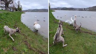 Playful pups try to befriend a cranky swan