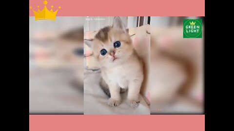 Cute_Baby_Animals_Videos_Compilation___Funny_and_Cute_Moment_of_the_Animals_#29_Cutest_Animals