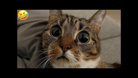 Funny Cat Video|Cute Funny Cat