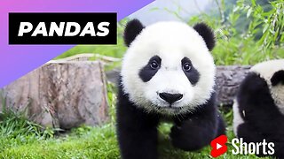 Pandas 🐼 One Of The Worst Mothers In The Animal Kingdom #shorts #pandas #animalkingdom