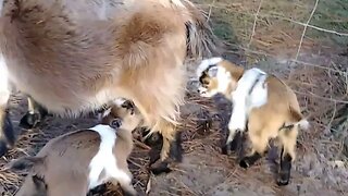 Our goat Sister letting her two little sweet babies nurse.