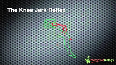 023 How Reflexes Work (Knee jerk and eye blink)