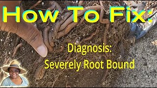#Howtofix #Root #bound #blackberryplantcare - #catshobbycorner