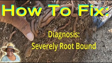 #Howtofix #Root #bound #blackberryplantcare - #catshobbycorner