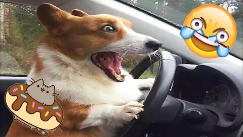 🤣 Random and Funny Animal Videos 🐱🐶 Funny Pets Compilation