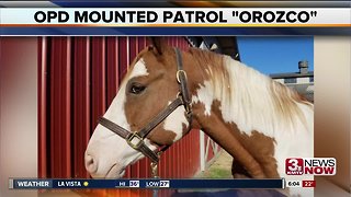 Omaha Police horse named after Kerrie Orozco