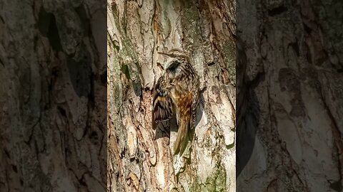 Brown Creeper with an Itch, Sony A1/Sony Alpha1, 2160p