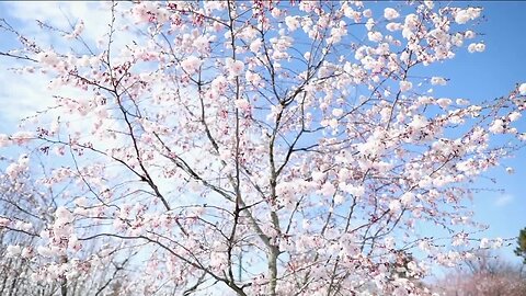 Cherry Blossom - special digital program