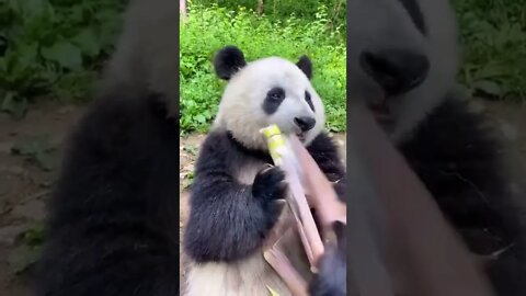 Just A Pada Eating A Stick