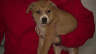 Animal shelters in desperate need for foster families