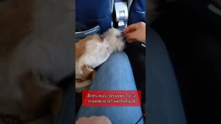 Ares Jack Russell dog flies to Las Vegas ep3: landing and exiting