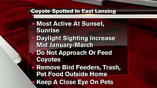 Coyote sighting reported in East Lansing neighborhood