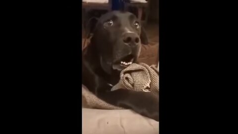 Neighbor's dog is pregnant the dog reaction