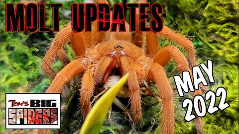Tarantula Molt Updates May 2022