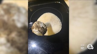 Influx of mushroom poisonings seen in Northeast Ohio